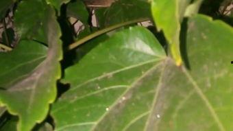 视频爬山虎,跟随爬山虎探寻自然奇迹