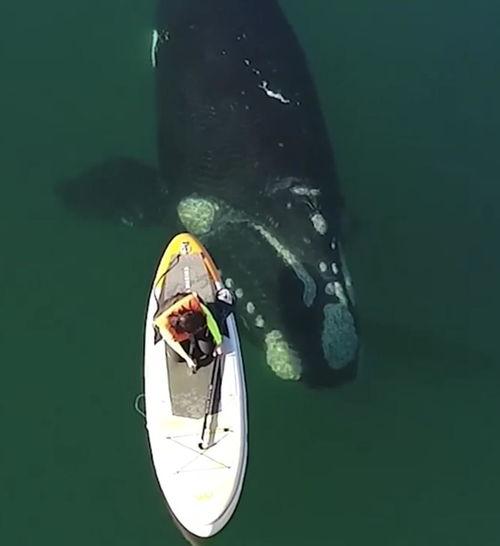 巨鲸视频,揭秘网络视频新势力