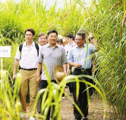 青草在线视频,探寻自然之美，感受生命律动