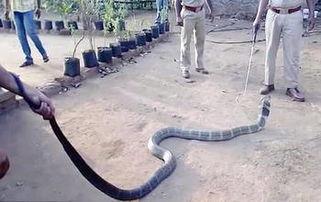 印度眼镜蛇视频,神秘与危险的完美融合