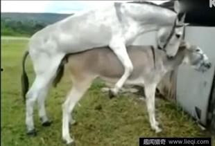 驴马配视频,一场跨越物种的浪漫邂逅