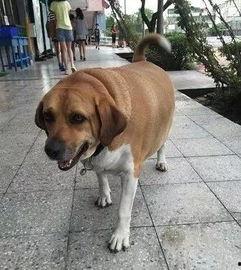 头牛犬视频,揭秘狗狗界的“牛气冲天”