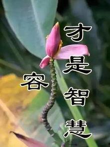 早上好视频歌曲